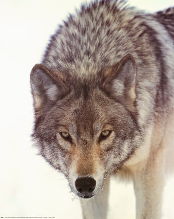 wolf